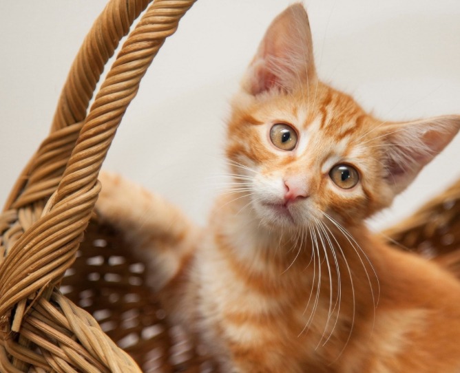 寵物經(jīng)濟(jì),騰訊,投資