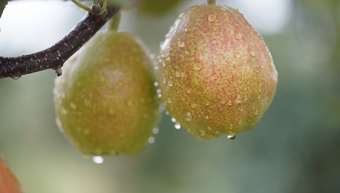 庫爾勒香梨,網(wǎng)紅水果