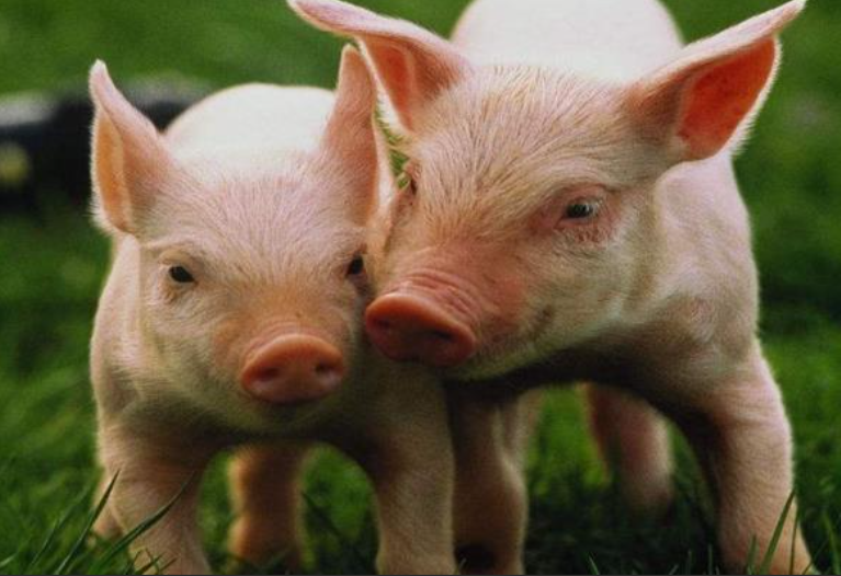 周期性下跌,市場格局,蔬菜