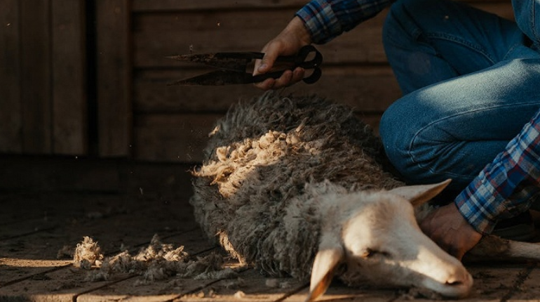 灰產(chǎn)行業(yè),薅羊毛,互聯(lián)網(wǎng)