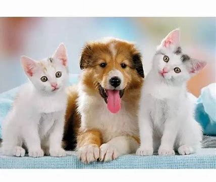 寵物行業(yè),高消費(fèi),新營銷