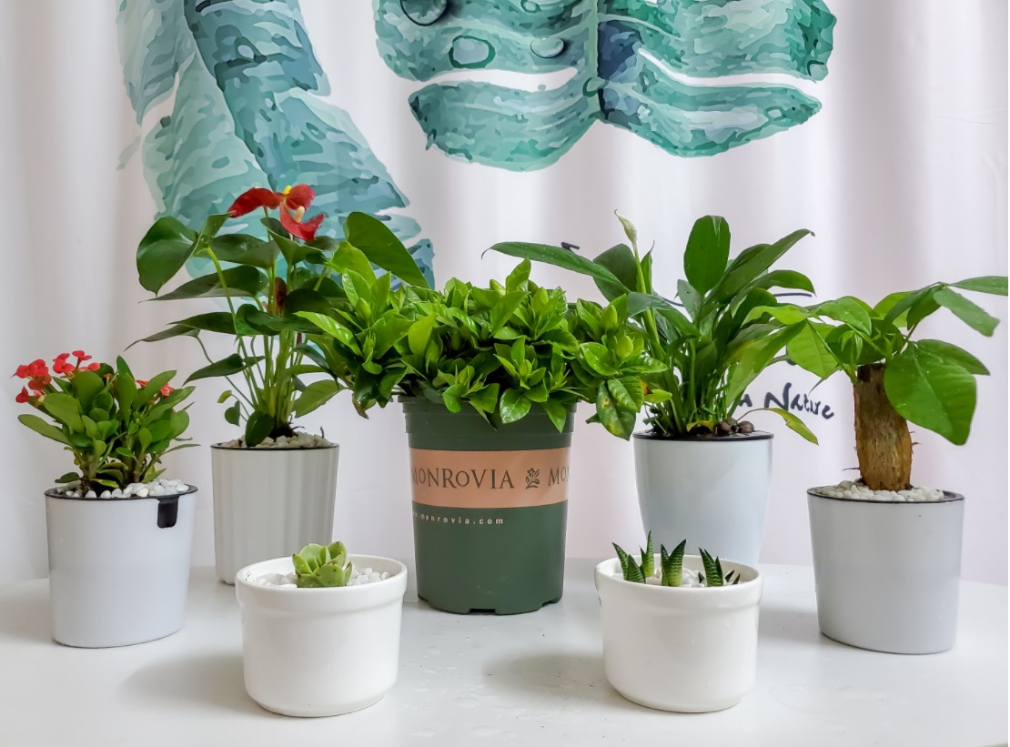 小紅書,塊根植物,熱植,潮流,閑魚