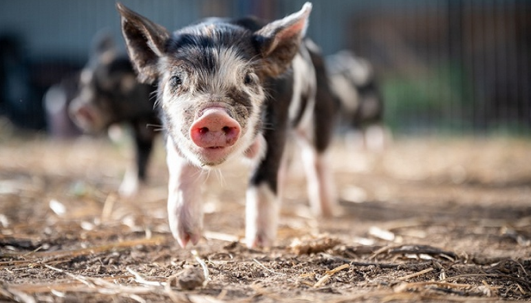 豬肉價格,全面走高,財報,牧原股份,回暖