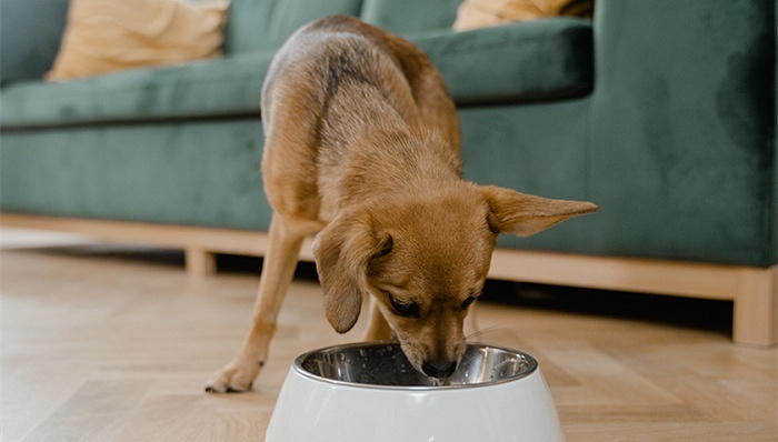 寵物經(jīng)濟(jì)