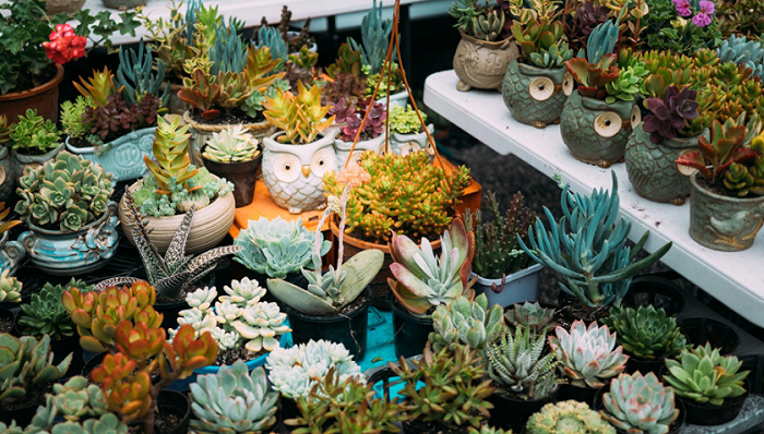 其他食用初級農產品