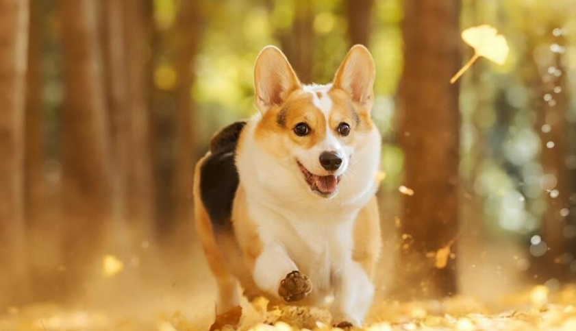 寵物經(jīng)濟(jì)